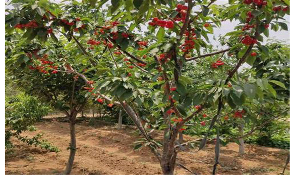 櫻桃樹(shù)結(jié)果少的原因