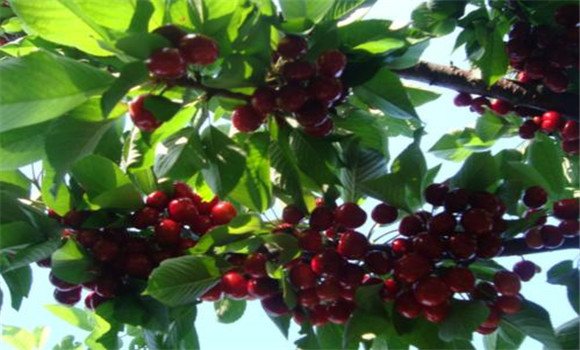 夏季摘心，增枝擴(kuò)冠