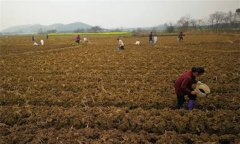 烤煙施肥技術(shù)：種植烤煙怎樣進(jìn)行施肥