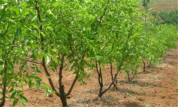 冬棗樹(shù)苗的適時(shí)定植