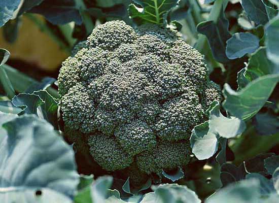 西蘭花栽培技術(shù)