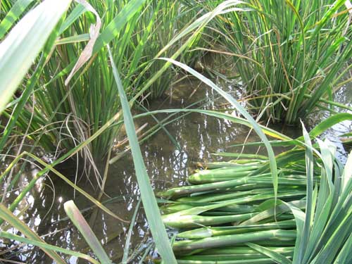 茭白優(yōu)質高產栽培技術 蔬菜種植技術