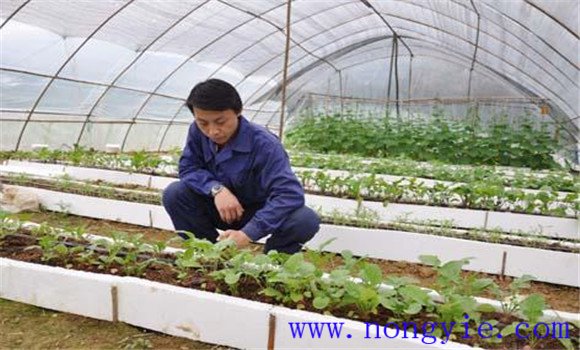 大棚番茄品種應(yīng)耐低溫、早熟