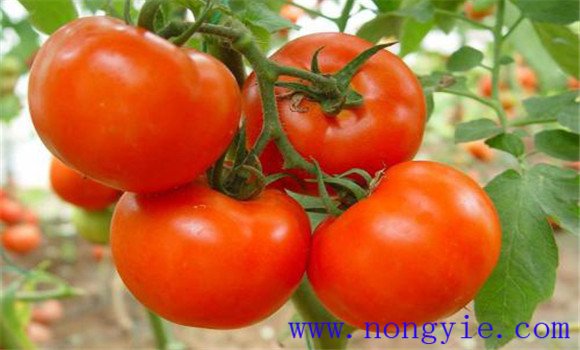 大棚番茄品種應(yīng)適應(yīng)力強(qiáng)、不徒長(zhǎng)