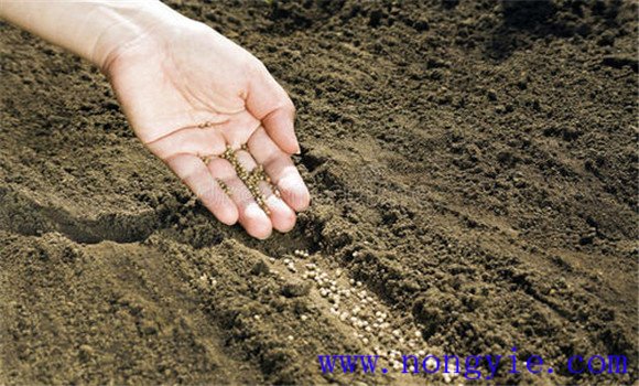 做好種子、土壤、空氣消毒