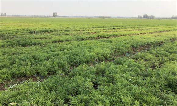 黃芩播種技術要點