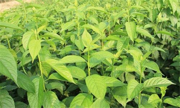 杜仲種植技術要點介紹