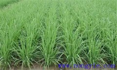 水稻田間管理技術(shù)措施有哪些？