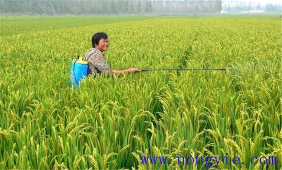 硅、鋅肥的施用方法