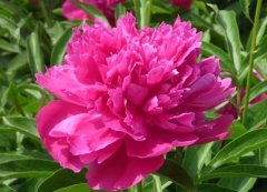 芍藥花的花語是什么？