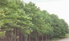 喜樹種植時間和方法 喜樹的栽培技術