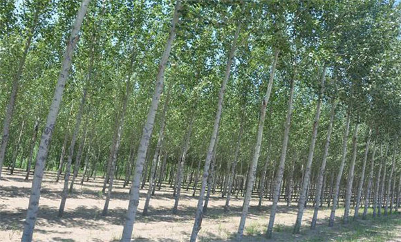 楊樹黑斑病怎么治、用什么藥治