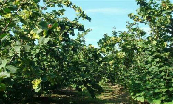 榛子樹幾年開花結果