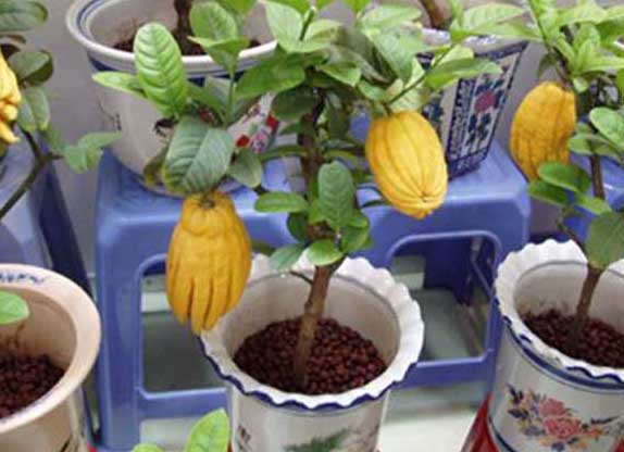 佛手的盆栽技術(shù) 花卉的養(yǎng)殖方法