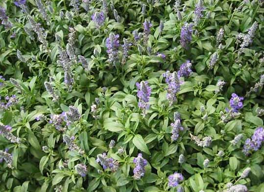 紫草高產(chǎn)栽培技術(shù) 花卉種植方法