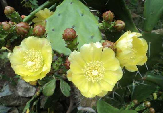 仙人掌防輻射嗎? 仙人掌的養(yǎng)殖方法