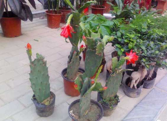 仙人掌怎么養(yǎng)最好? 仙人掌種植方法