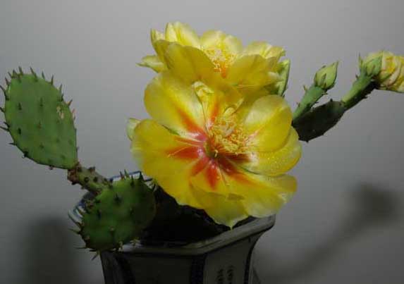 仙人掌的養(yǎng)殖方法 仙人掌的養(yǎng)殖方法