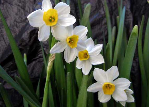 水仙花有毒嗎？