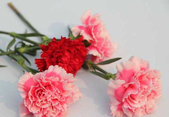 康乃馨怎么養(yǎng)最好? 中藥材種植