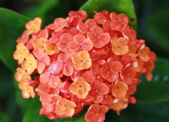 長壽花花語及傳說 長壽花的養(yǎng)殖方法