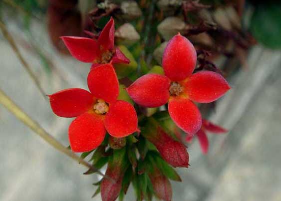 長壽花花期是什么時候? 長壽花怎么養(yǎng)