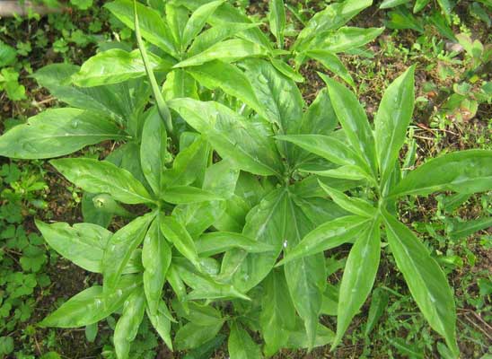 天南星栽培技術(shù) 花卉養(yǎng)殖方法