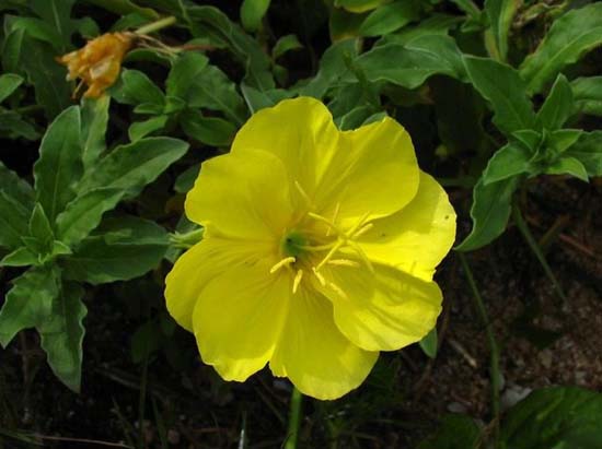 月見草常見的病蟲害及其防治措施 中藥材病蟲害防治技術(shù)