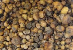 元胡種植中有哪些病蟲害 如何防治？