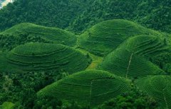 湄潭翠芽的制作工藝、制作方法簡(jiǎn)介