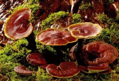 種植靈芝的培植方法及出芝后的管理