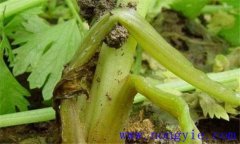 芹菜易發(fā)生哪些生理病害，如何防治