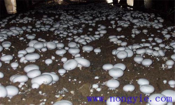 雙孢菇的品種類(lèi)型