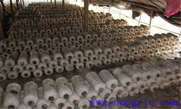 食用菌原種的滅菌、接種與培養(yǎng)方法