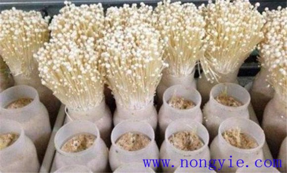 金針菇栽培季節(jié)、品種和場地選擇