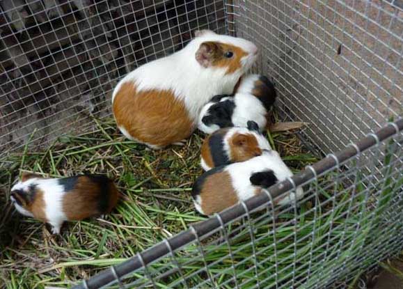 黑豚養(yǎng)殖有哪些優(yōu)勢 黑豚飼養(yǎng)管理方法