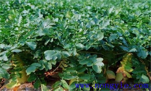 蘿卜生長的三個階段