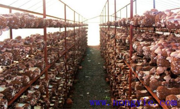 香菇種植管理技術(shù)六要點