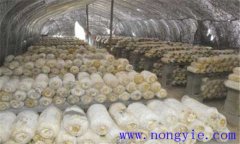 平菇生長環(huán)境要求 平菇對溫度、水分和濕度要求