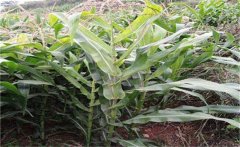 玉米空桿的原因是什么？怎樣預(yù)防玉米空桿？