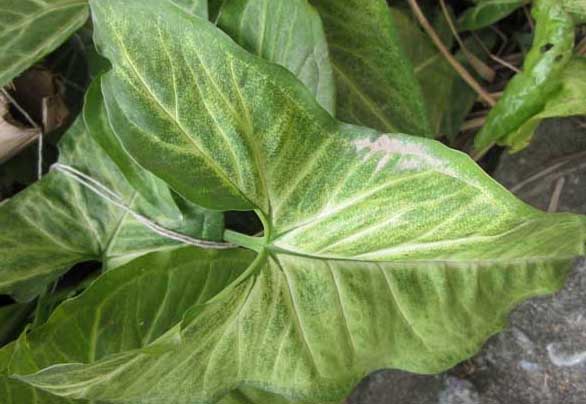 萬年青種植方法