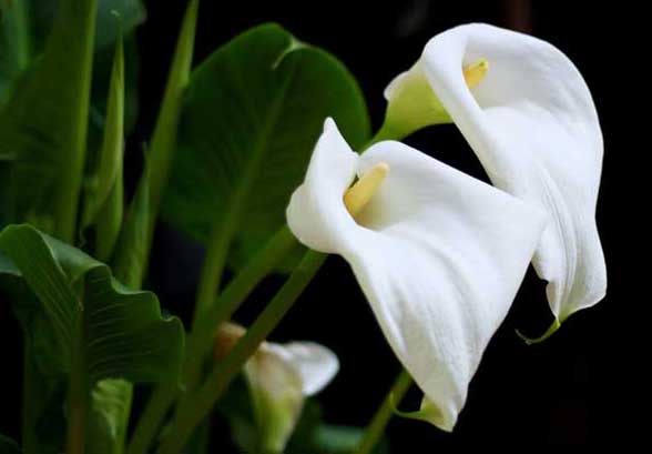 馬蹄蓮的養(yǎng)殖方法 馬蹄蓮種植方法