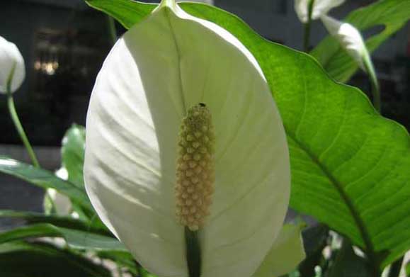 一帆風順的養(yǎng)殖方法 花卉養(yǎng)殖方法