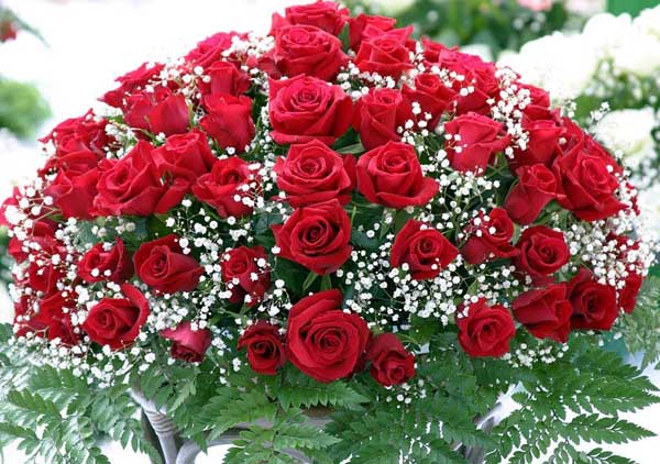 玫瑰花-有關(guān)玫瑰花的資料 玫瑰花圖片