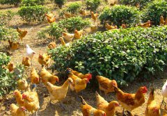 農村養(yǎng)殖業(yè)致富項目有哪些？