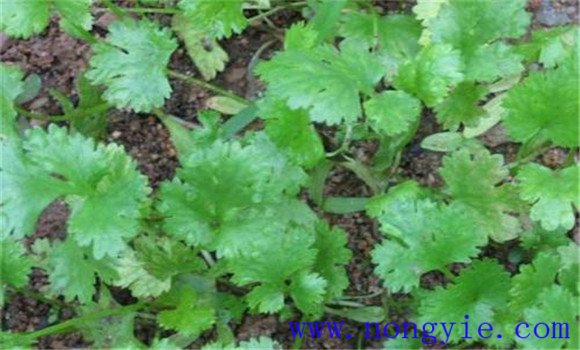 香菜灰霉病的發(fā)生特點