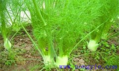 球莖茴香的生長(zhǎng)條件有哪些 球莖茴香種植方法