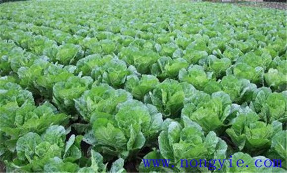 白菜施肥方法、用什么肥料