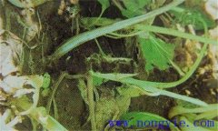 油菜軟腐病危害癥狀、病原 油菜軟腐病如何防治