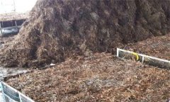 猴頭菇室內(nèi)簡(jiǎn)易袋栽培技術(shù)簡(jiǎn)介